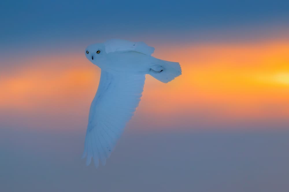 Snowy Owl Golden Hour by Jun Zuo — canvas wall art