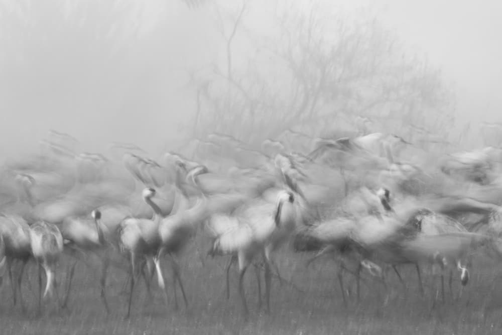 Misty Cranes in Motion by Amnon Eichelberg — canvas wall art