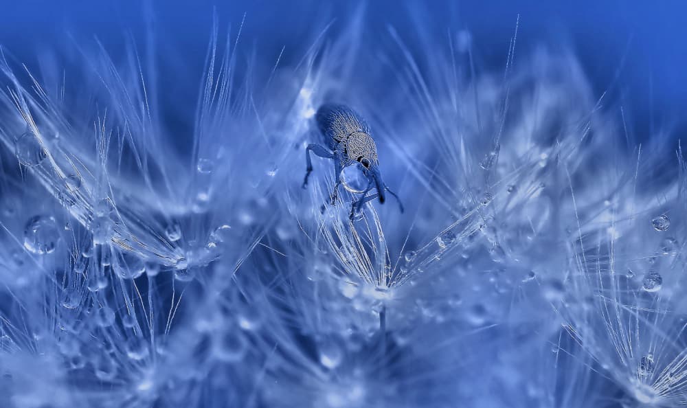 Blue Dandelion Insect by Thierry Dufour — canvas wall art
