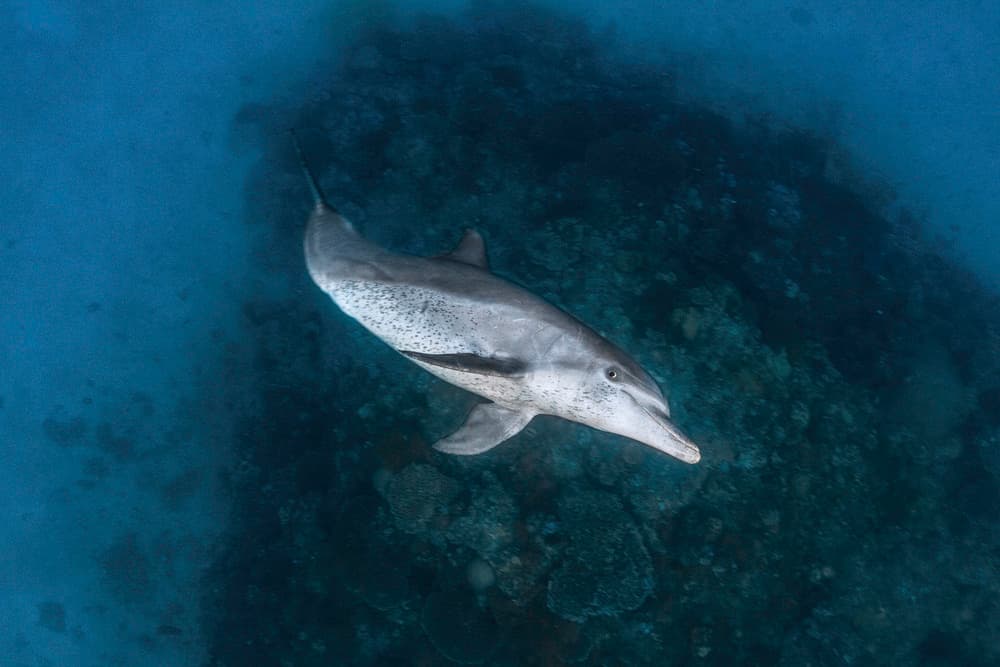 Underwater Dolphin Grace by Barathieu Gabriel — canvas wall art