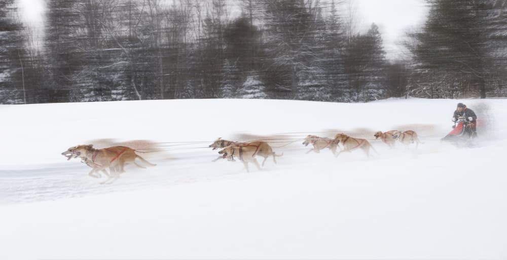 Winter Sled Dog Race by Gu and Hongchao — canvas wall art