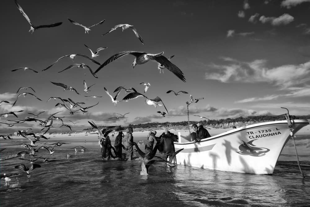 Fishermen And Swarming Gulls by Josefina Melo — canvas wall art