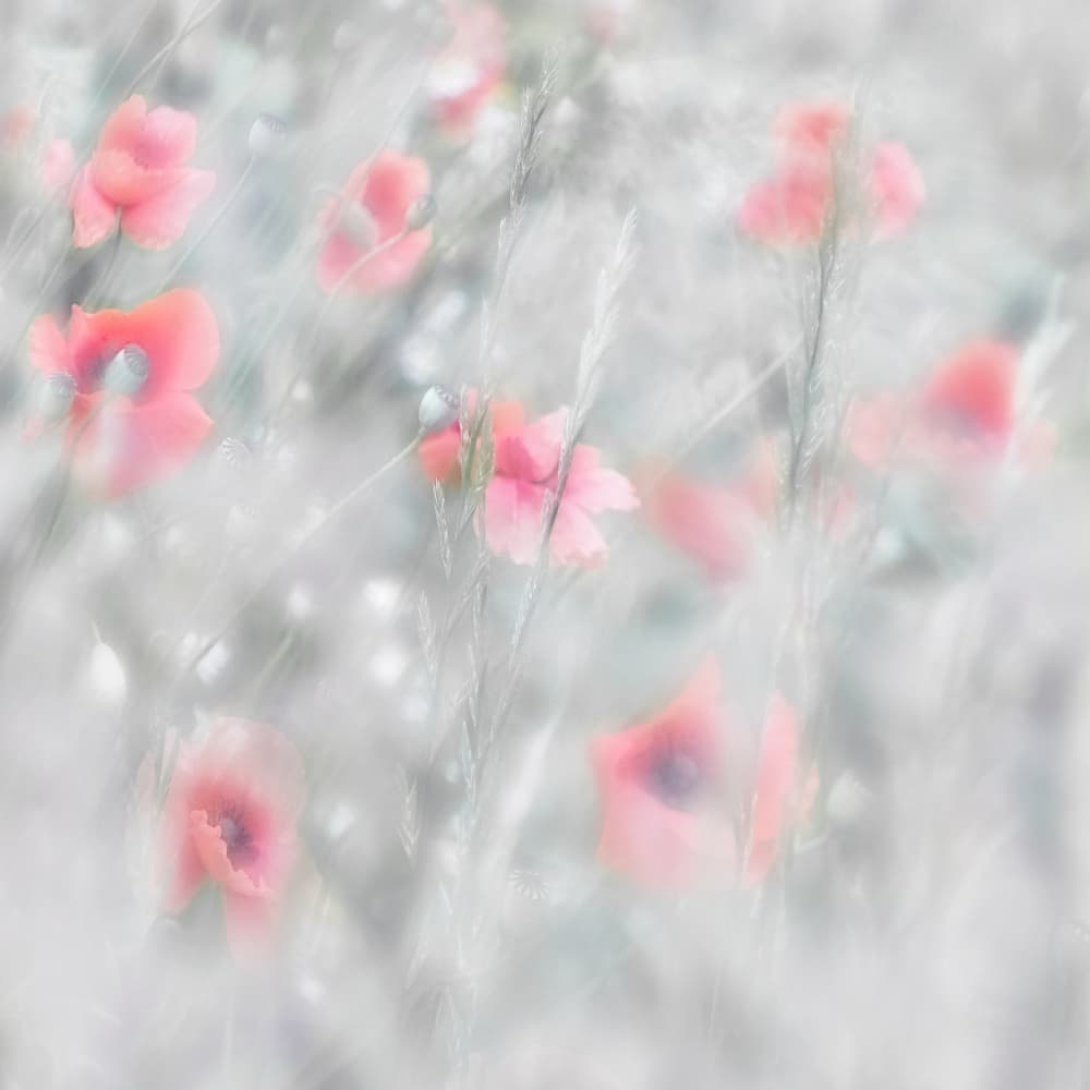 Dreamy Pink Poppies by Marie-anne Stas — canvas wall art