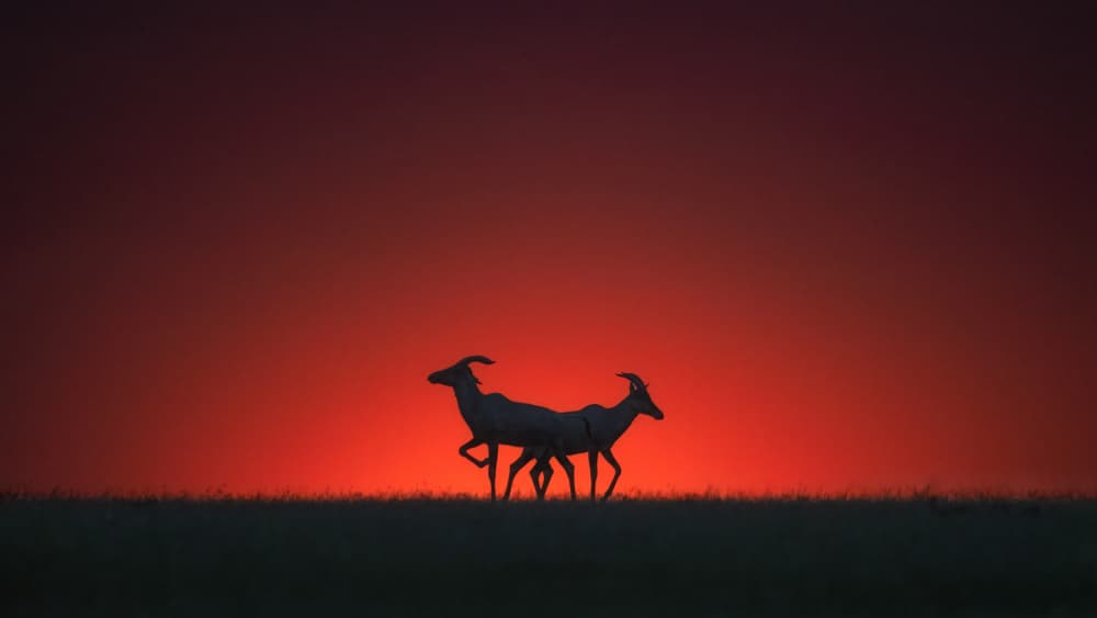 Wild Rams Sunset Silhouette by Hong Chen — canvas wall art