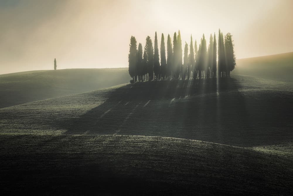 Tuscan Cypress Sunbeams by Biffi Pietro — canvas wall art