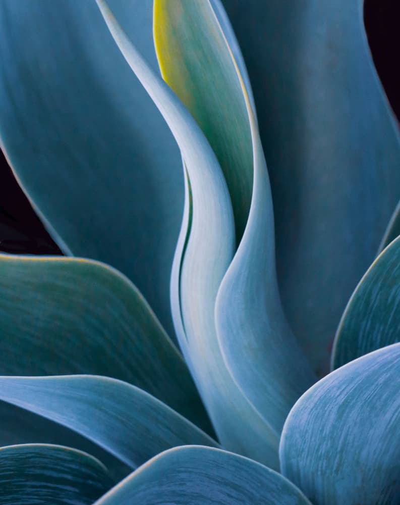 Soft Blue Succulent Leaves by Robin Wechsler — canvas wall art