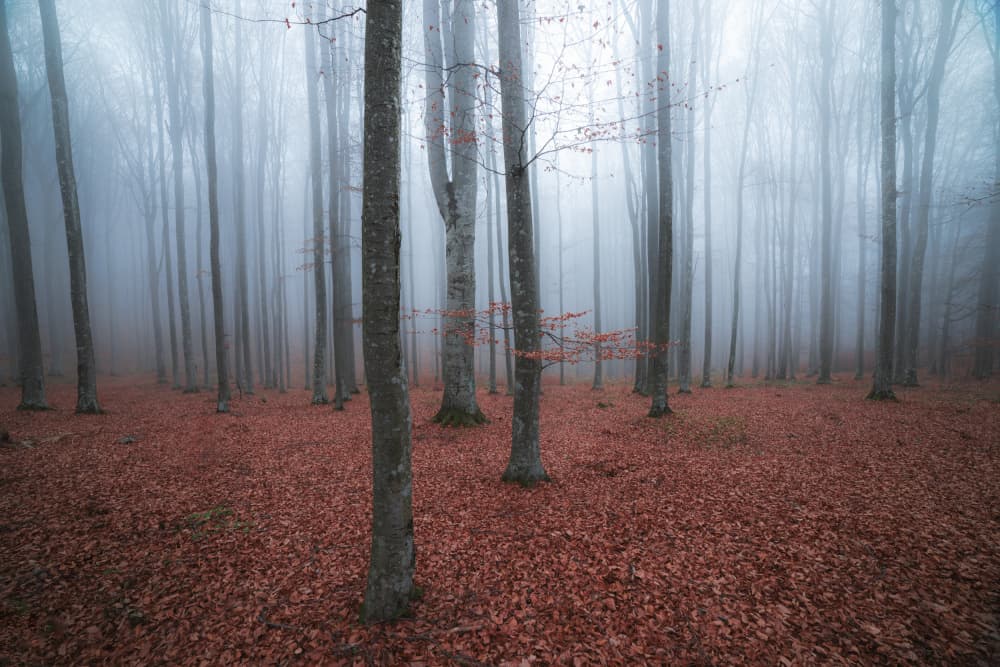 Misty Autumn Forest by Alexandru Ionut Coman — canvas wall art