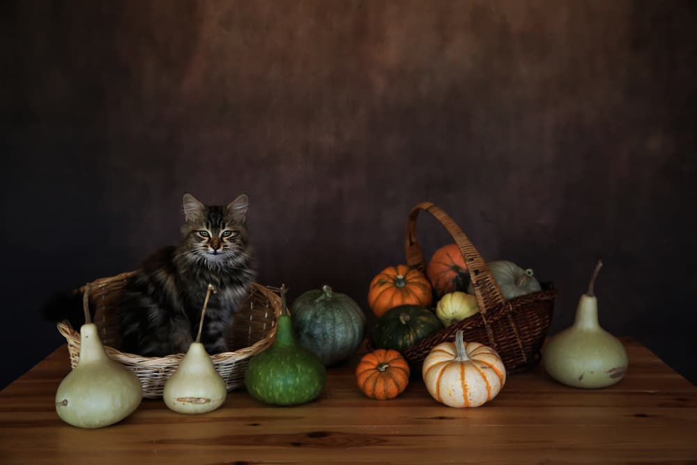 Cozy Cat Harvest Display by Ummu Nisan Kandilcioglu — canvas wall art