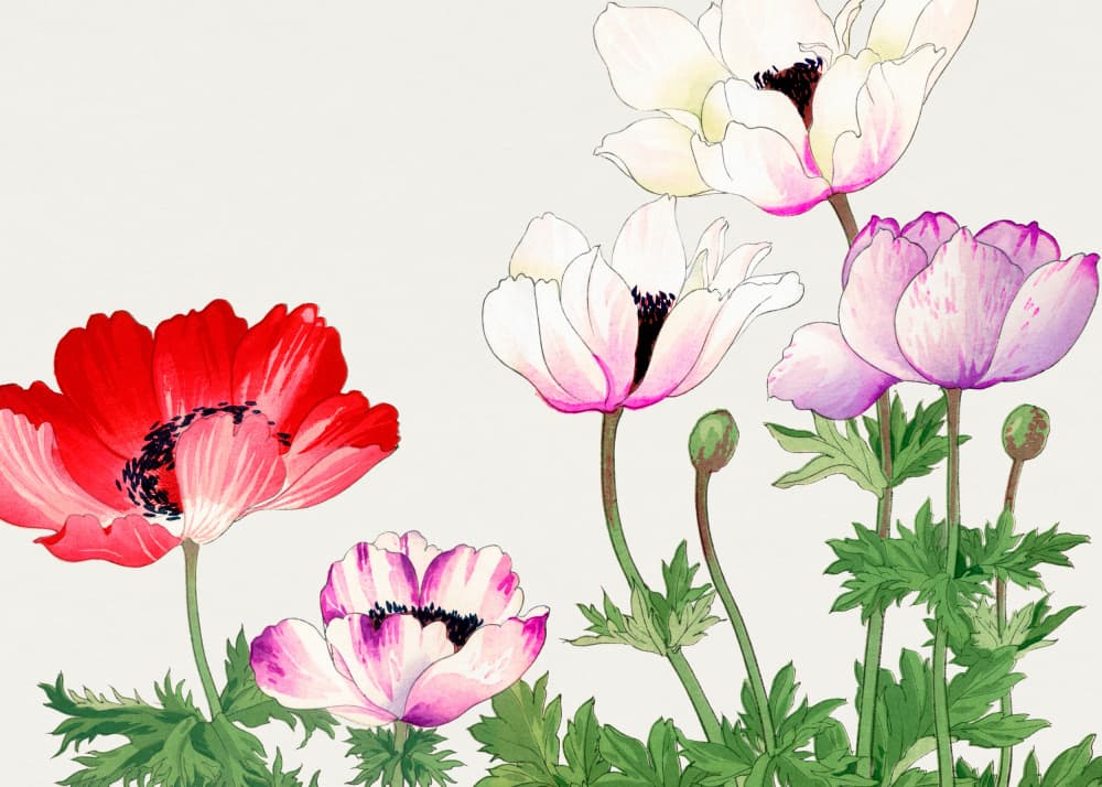 Poppy Flower No.2 by Tanigami Konan — canvas wall art