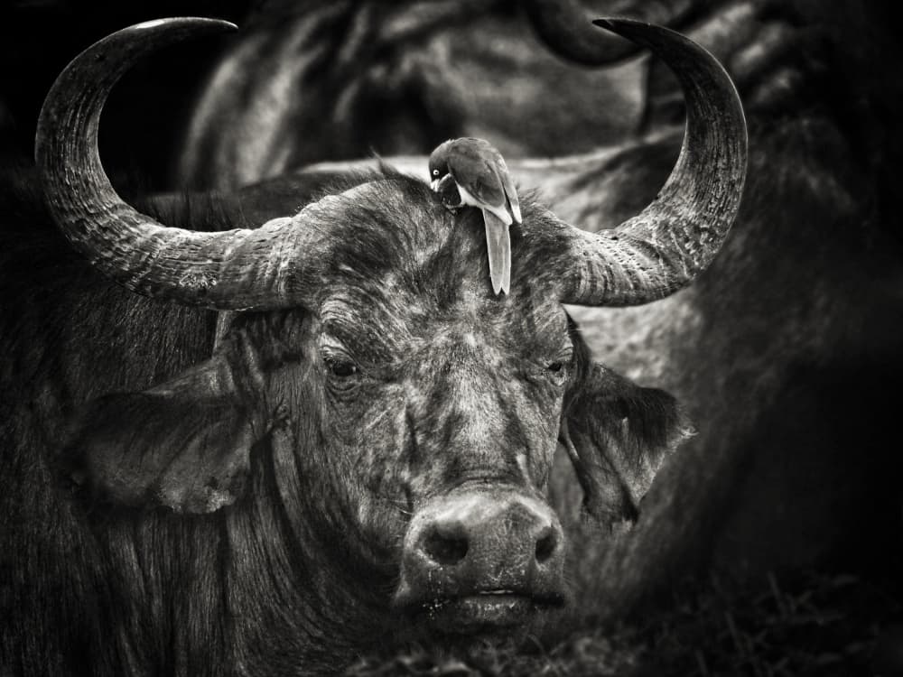 African Buffalo Companion by Mathilde Guillemot — canvas wall art