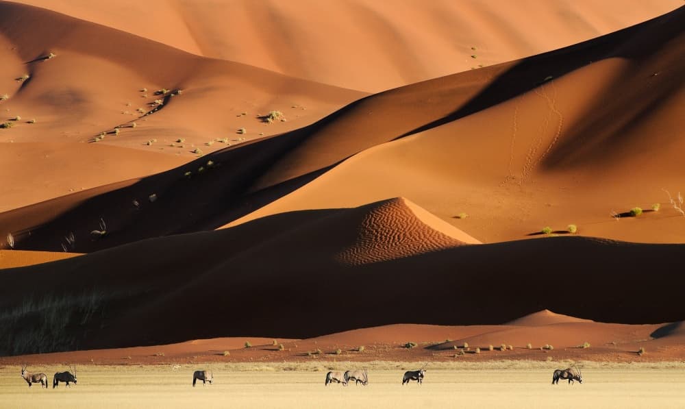 Oryx in Golden Desert by Muriel Vekemans — canvas wall art