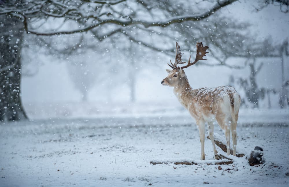 White Deer In Snow by Radojica Jevric fotorax — canvas wall art
