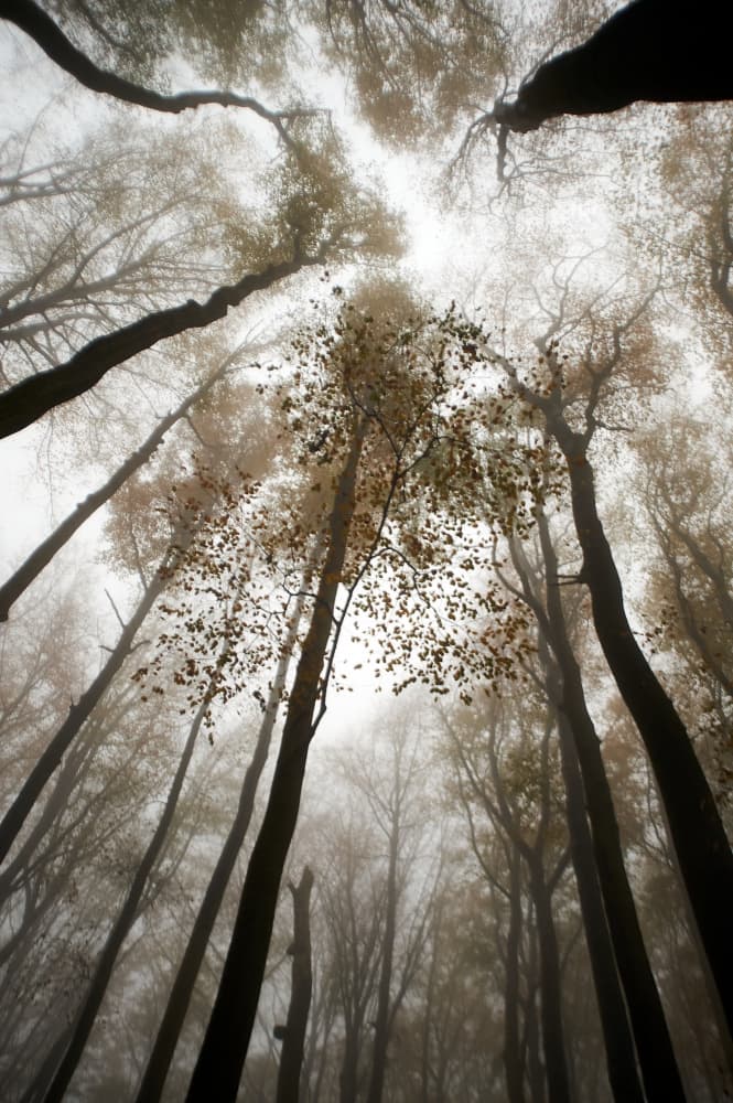 Misty Autumn Forest by Luc Baekelandt — canvas wall art