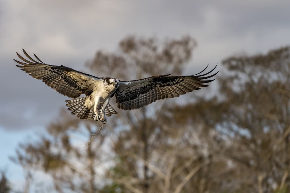 Wild Osprey in Flight by Alfred Forns — canvas wall art
