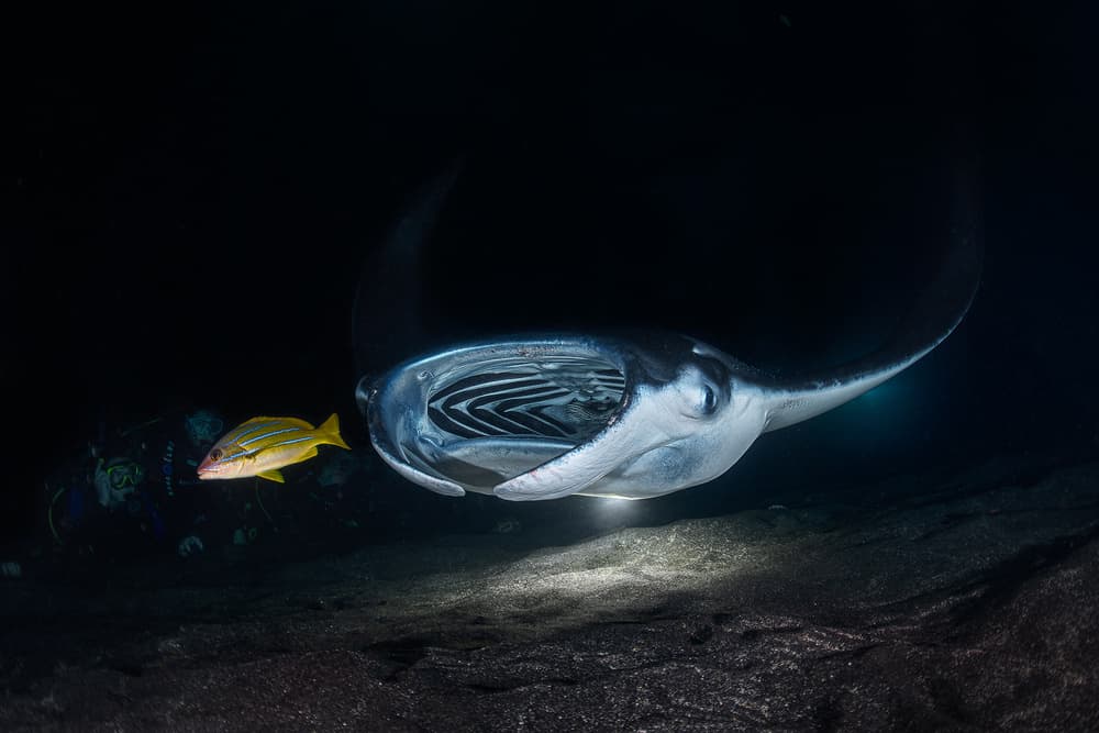 Manta Ray Night Dive by Jennifer Lu — canvas wall art