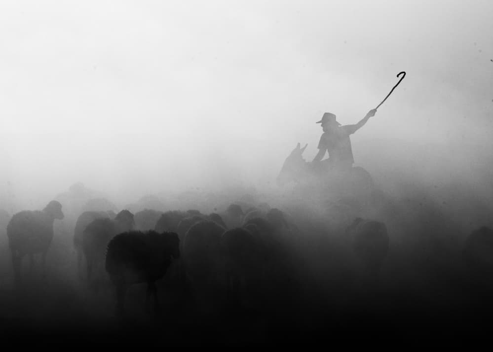 Shepherd's Dusty Trail by Feyzullah Tunç — canvas wall art