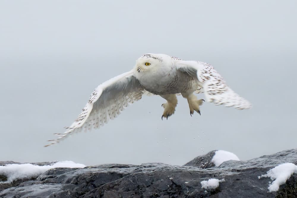 Snowy Owl in Flight by Johnny Chen — canvas wall art
