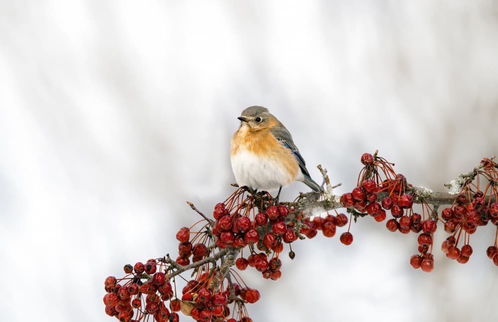 Winter Bluebird on Berries by Betty Liu — canvas wall art