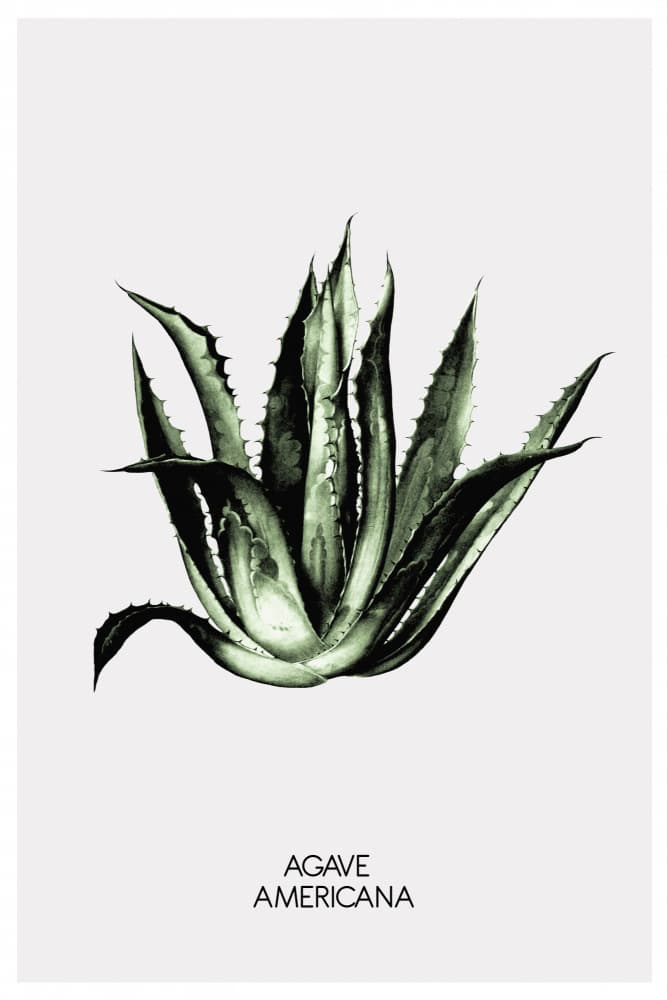 Green Agave Elegance by THE MIUUS STUDIO — canvas wall art