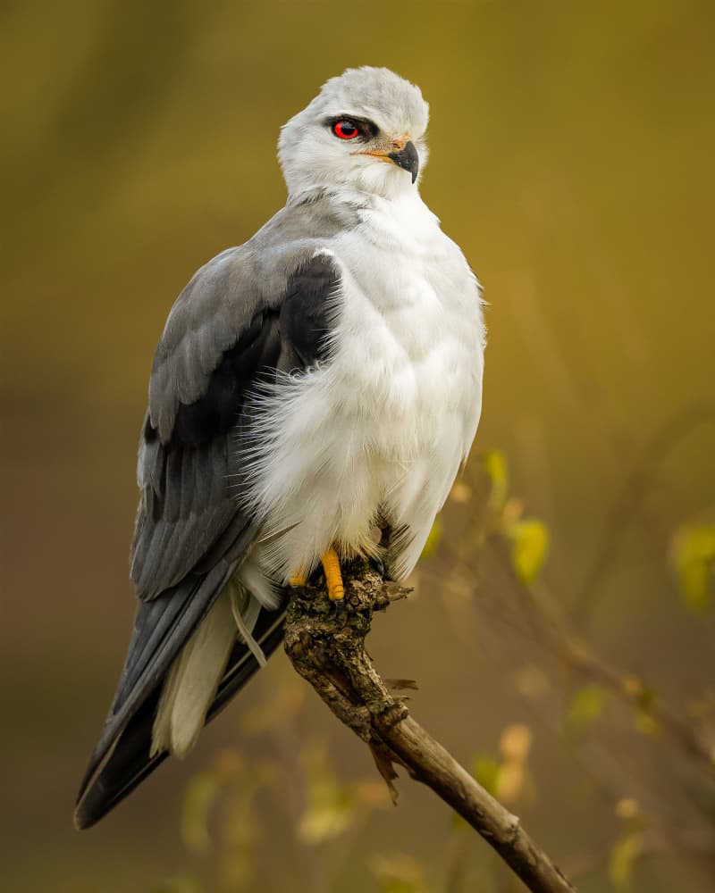 Regal White Kite by Ahmed Sobhi — canvas wall art