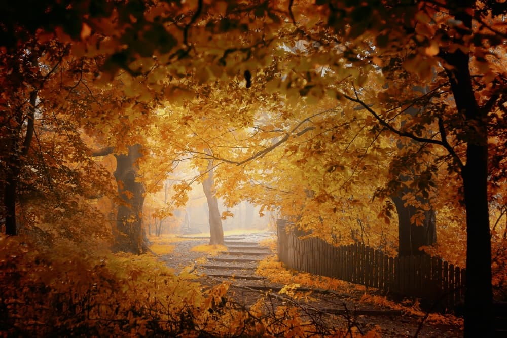 Misty Autumn Path by Ildiko Neer — canvas wall art