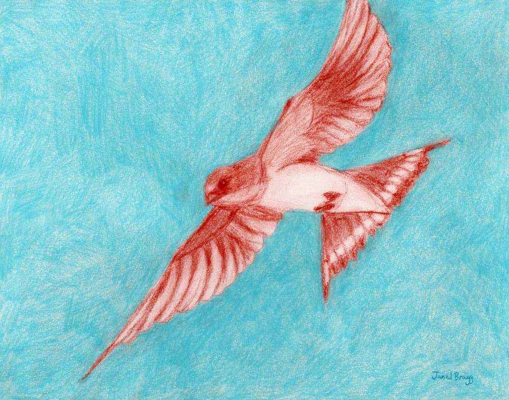 Red Bird in Flight