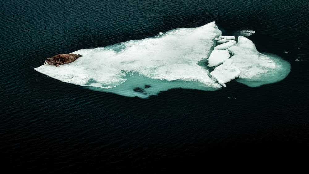 Walrus On Ice by Martin Steeb — canvas wall art