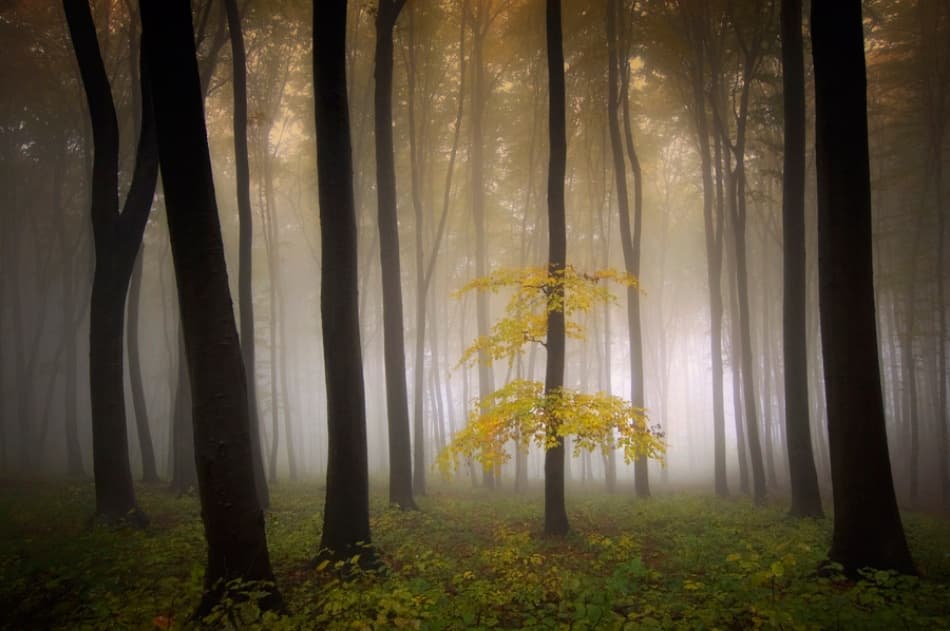 Golden Tree in Mist by PhotoCosma — canvas wall art