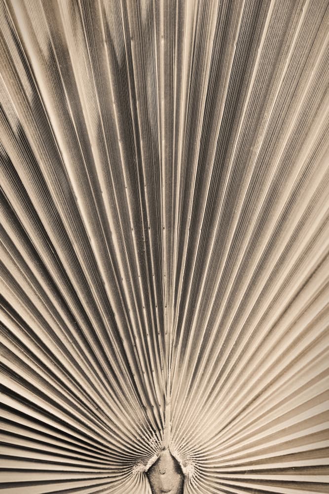 Radiant Palm Structure by Pictufy Studio III — canvas wall art