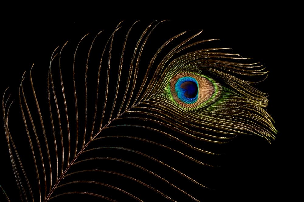Iridescent Peacock Eye Feather by Mayra Pama — canvas wall art