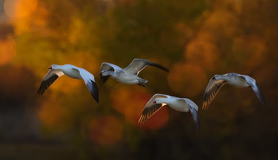Snow Geese Golden Hour by Fabiola Forns — canvas wall art
