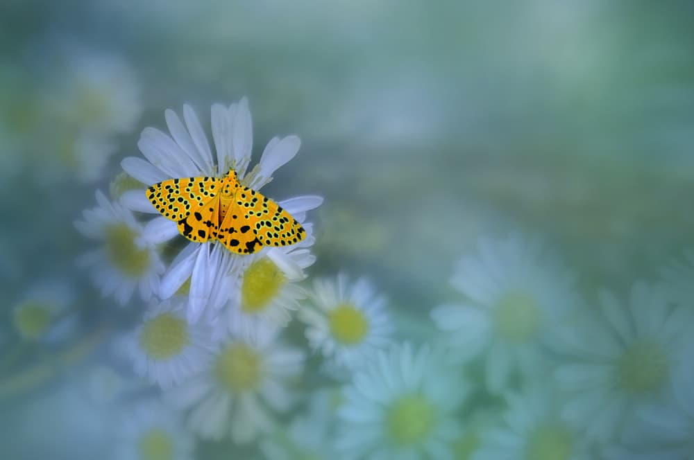 Golden Butterfly Daisy by Edy Pamungkas — canvas wall art