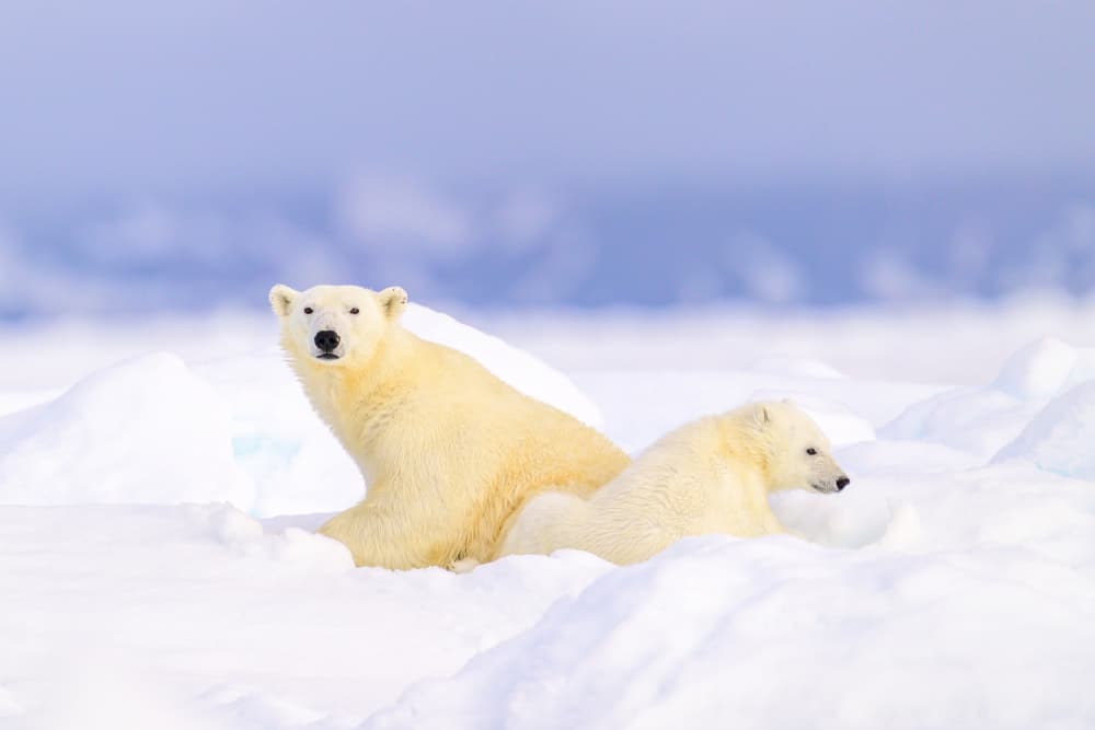 Polar Bear Family by Som Prasad — canvas wall art