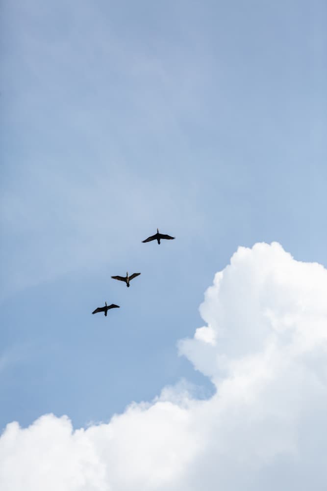 Flying Home by Mareike Böhmer — canvas wall art