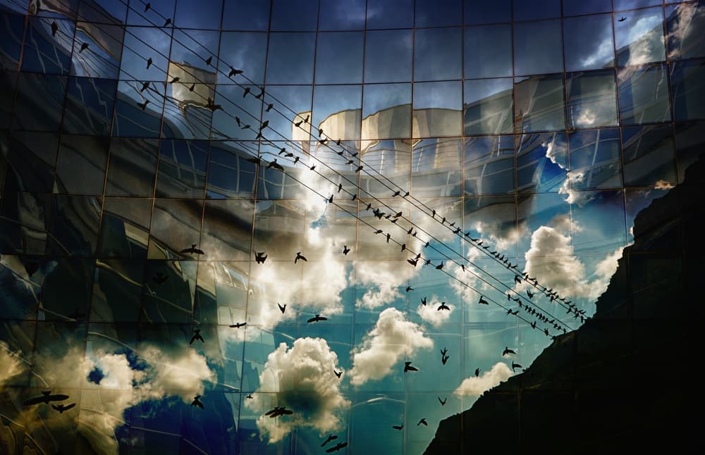 Birds and Sky Reflection by Anita Palceska — canvas wall art