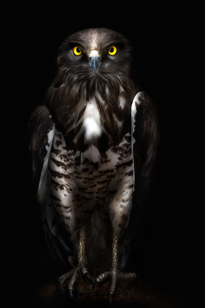 Dark Owl Yellow Eyes by Santiago Pascual Buye — canvas wall art