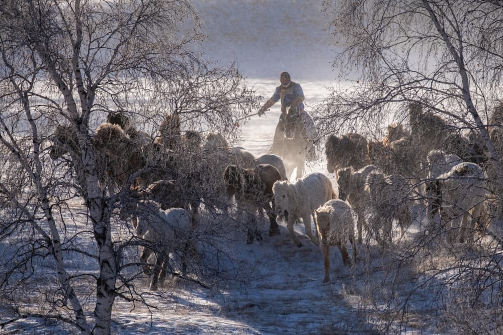 Winter Horse Herd by Sally Widjaja — canvas wall art