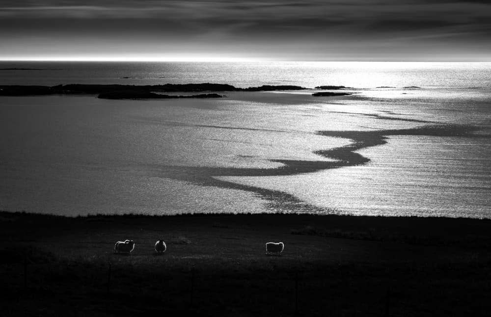 Shimmering Ocean Sheep by Wei (David) Dai — canvas wall art