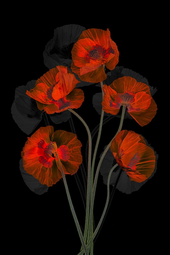 Ethereal Red Poppies by Lydia Jacobs — canvas wall art