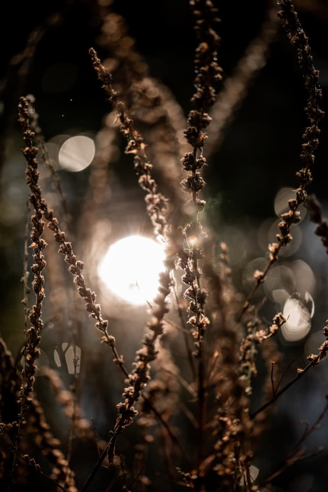 Natural Sparkle 2 by Mareike Böhmer — canvas wall art