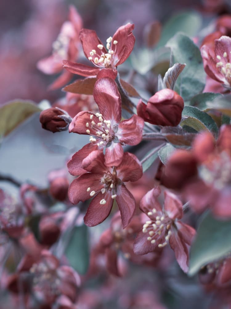 Dreamy Pink Blossoms by Stephanie Klatt — canvas wall art