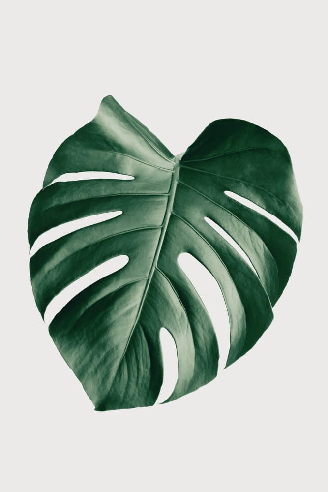 Tropical Monstera Leaf by Pictufy Studio III — canvas wall art