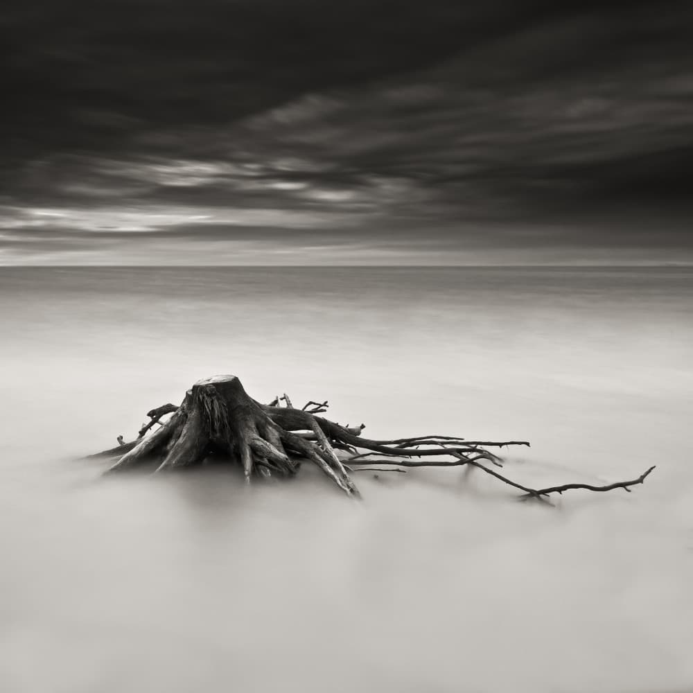 Moody Coastal Stump by Benoît Thierard — canvas wall art