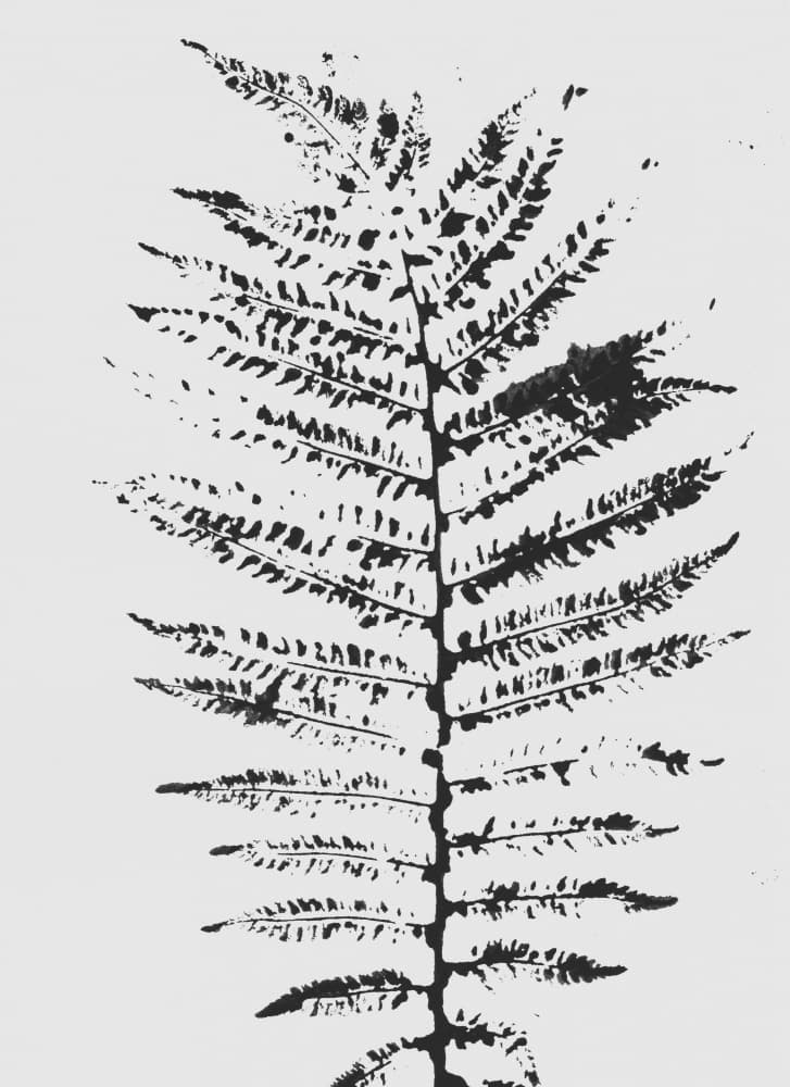 Black Fern Silhouette