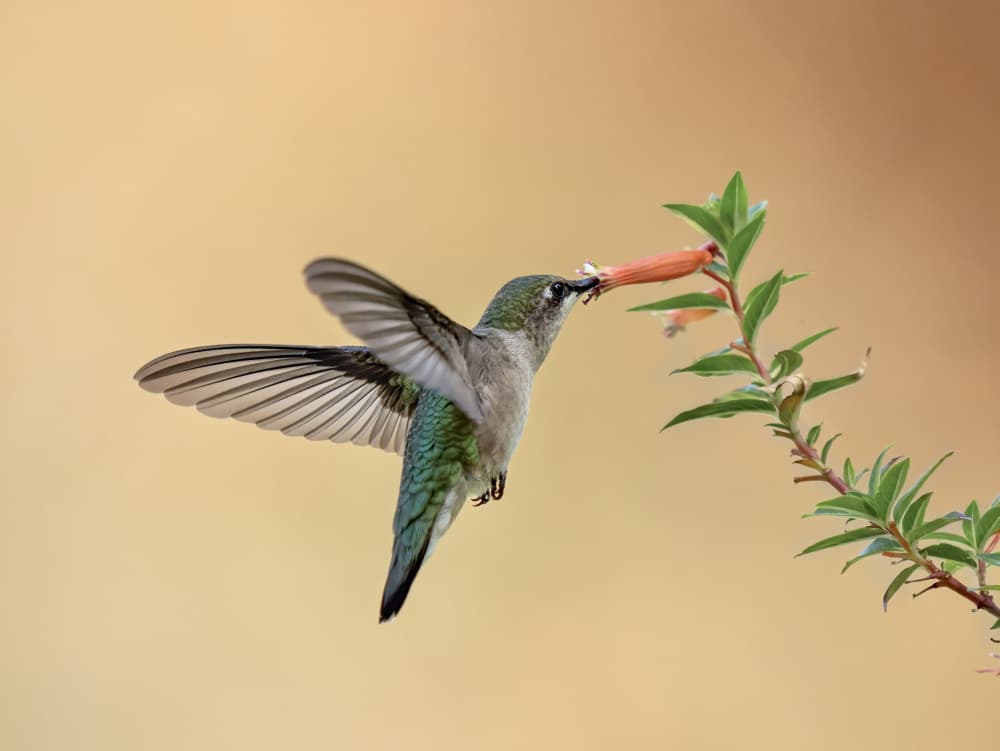 Hummingbird Sips Nectar by Mei Hu — canvas wall art