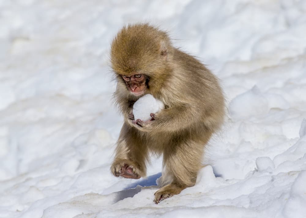Little Monkey Snowball by Raymond Ren Rong Liu — canvas wall art