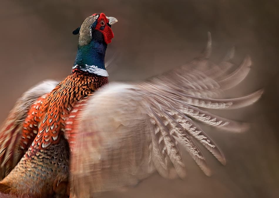 Vibrant Pheasant Wings by Allan Wallberg — canvas wall art