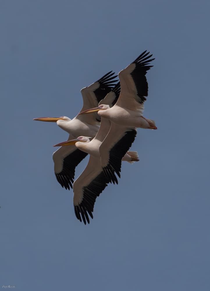 Majestic Pelican Flight by Zipi Raviv — canvas wall art