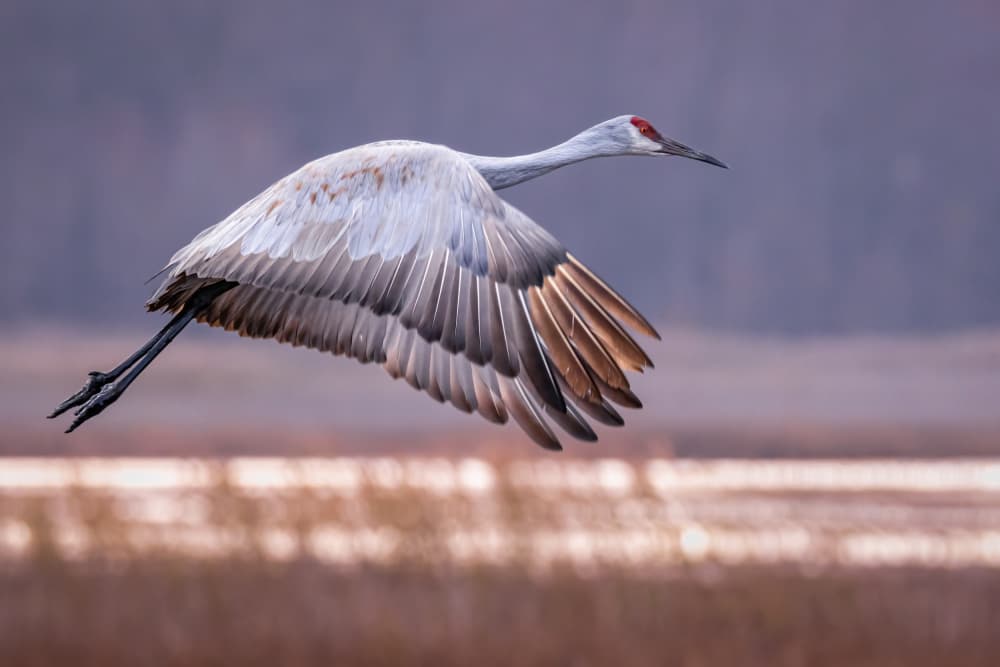 Graceful Crane Flight by Xiaohong Zhang — canvas wall art