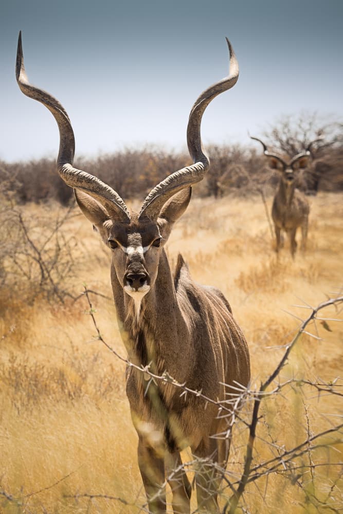Majestic Kudu Stare by Valentina Landucci — canvas wall art